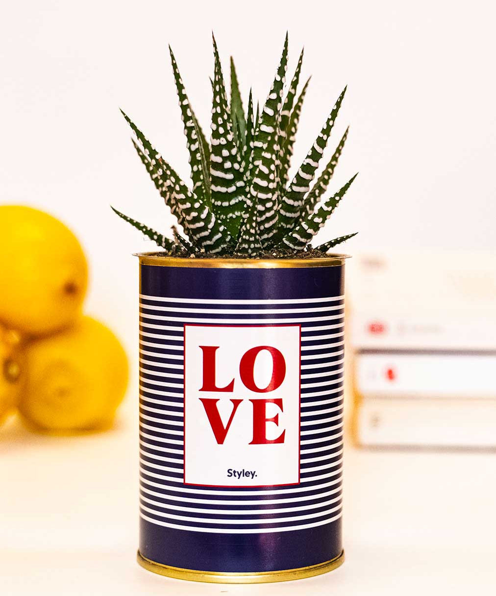 LOVE - Cactus