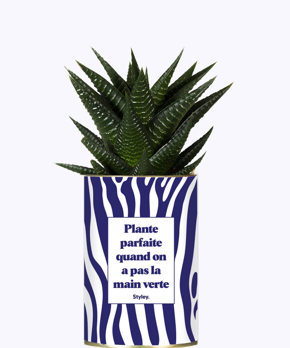 Plante parfaite quand on a pas la main verte - Cactus