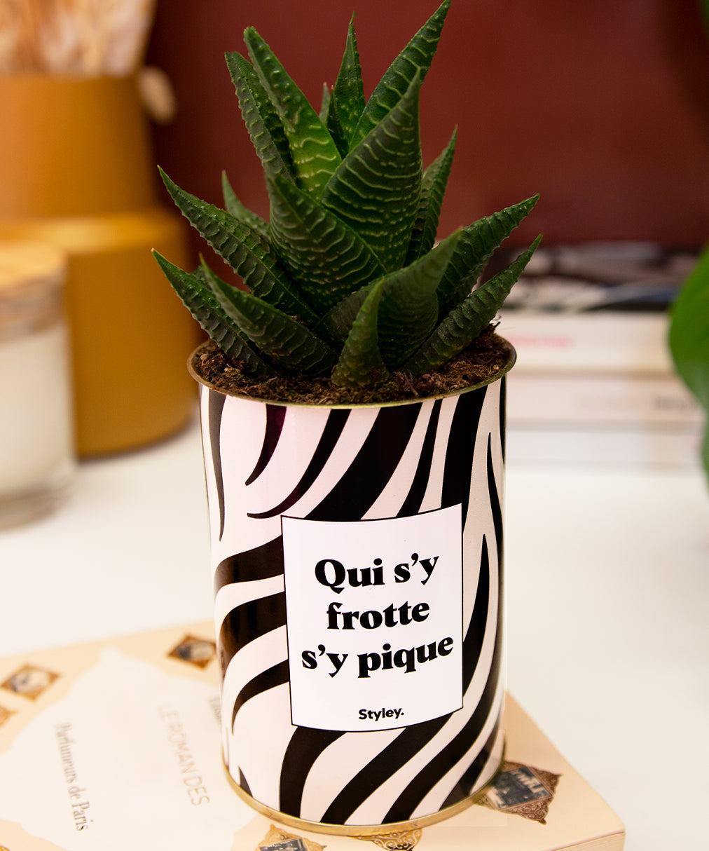 Qui s'y frotte s'y pique - Cactus