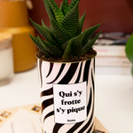 Qui s'y frotte s'y pique - Cactus