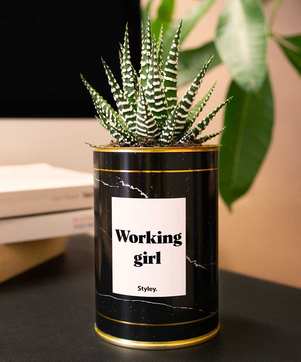Working Girl - Cactus