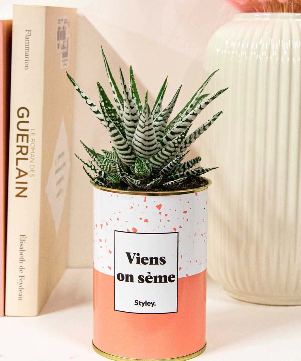Viens on sème - Cactus