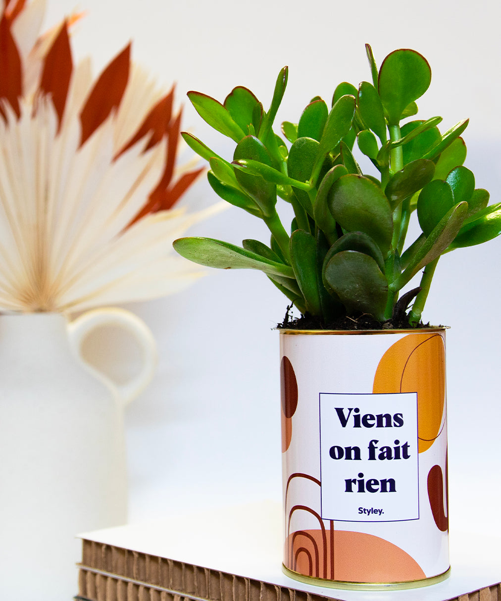 Viens on fait rien - Cactus