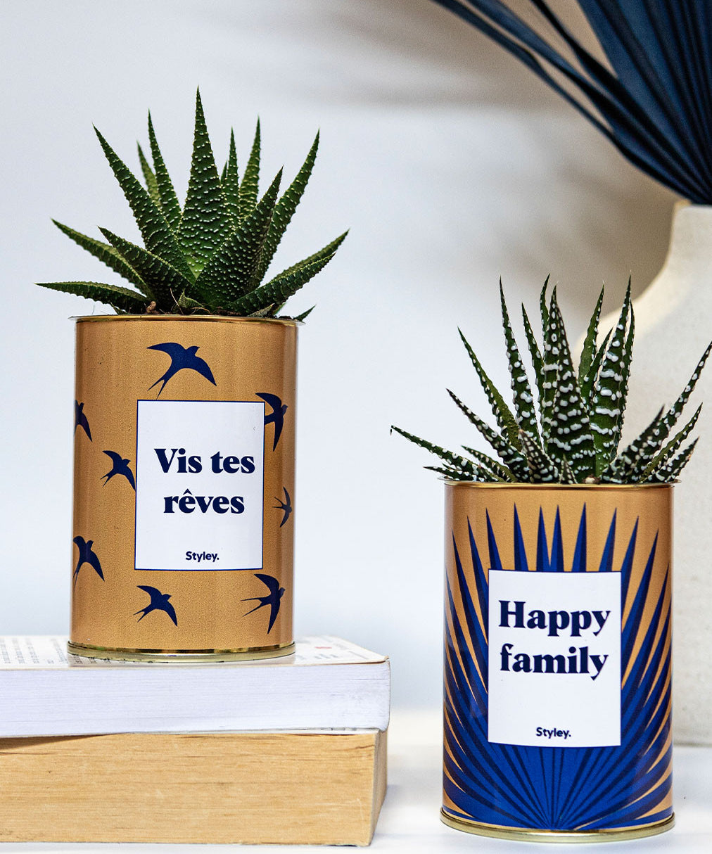 Vis tes rêves - Cactus