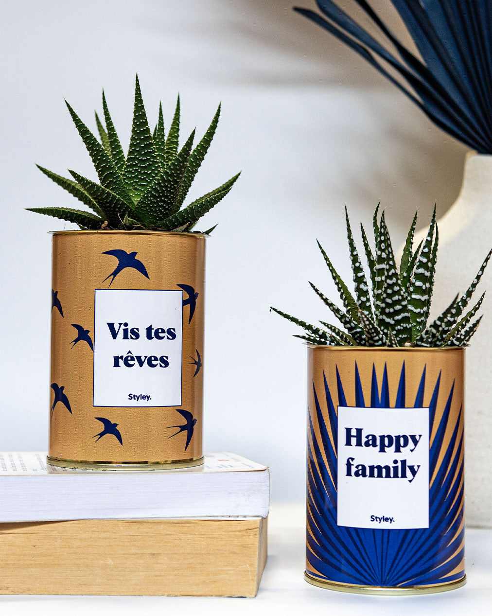Vis tes rêves - Cactus