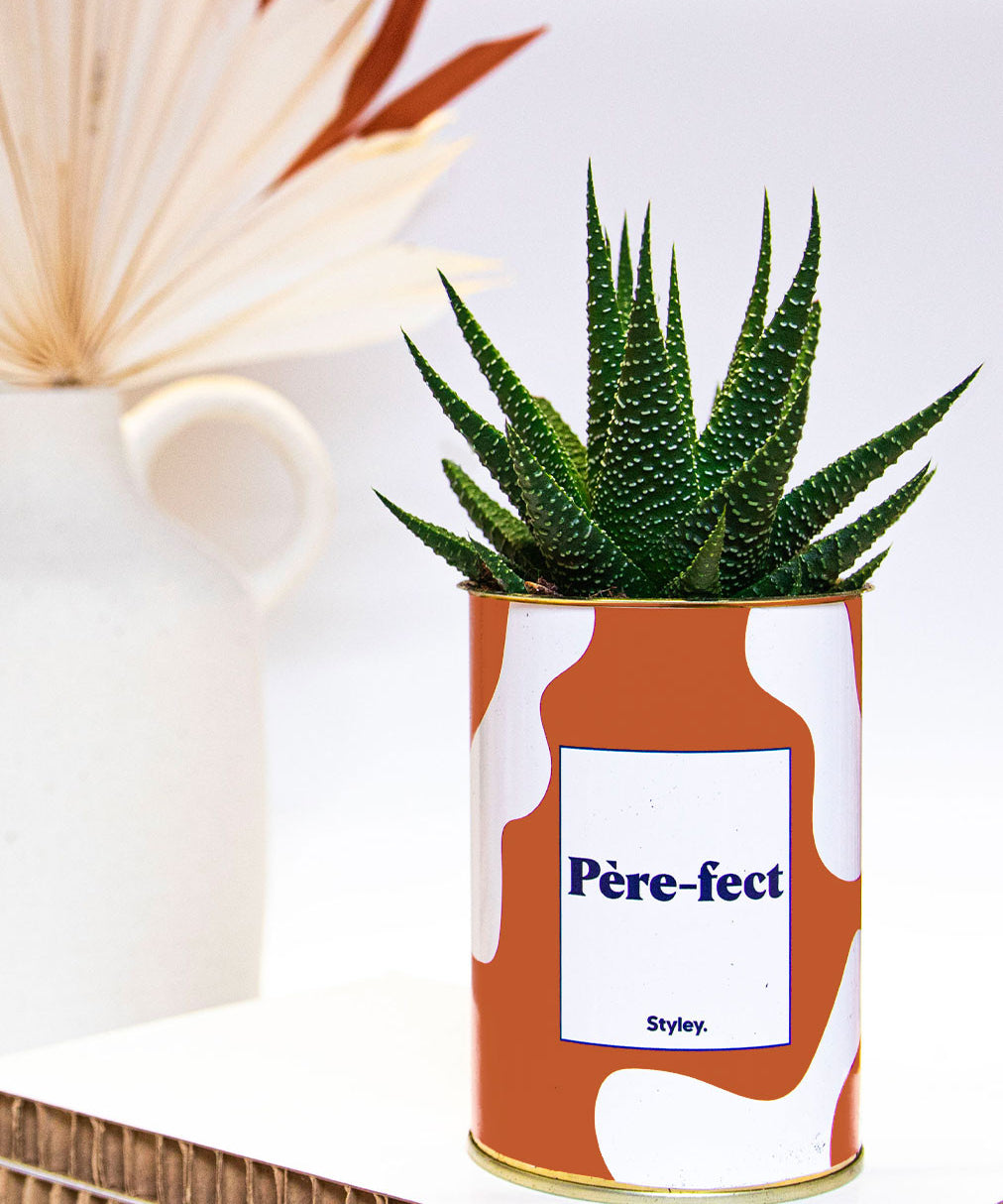 Père-fect - Cactus