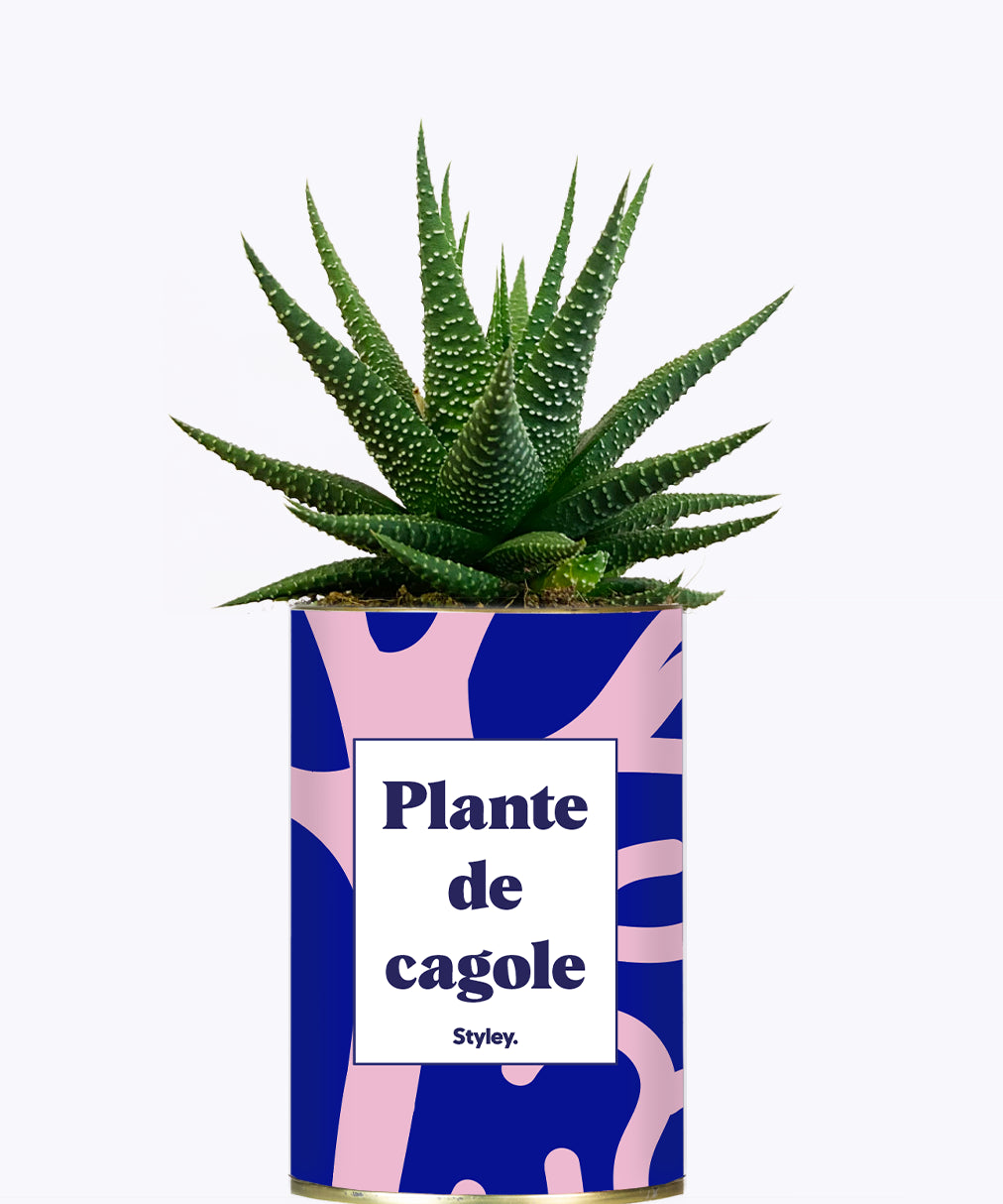 Plante de cagole - Cactus