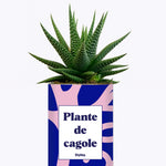 Plante de cagole - Cactus