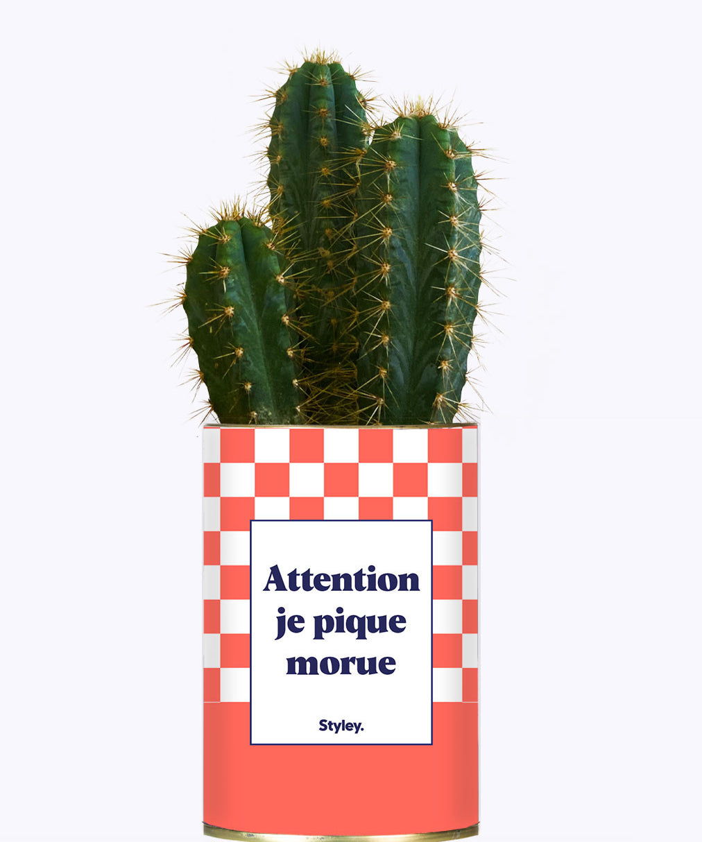 Attention je pique morue - Cactus