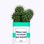 Mieux vaut en retard que jamais - Cactus