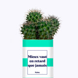 Mieux vaut en retard que jamais - Cactus