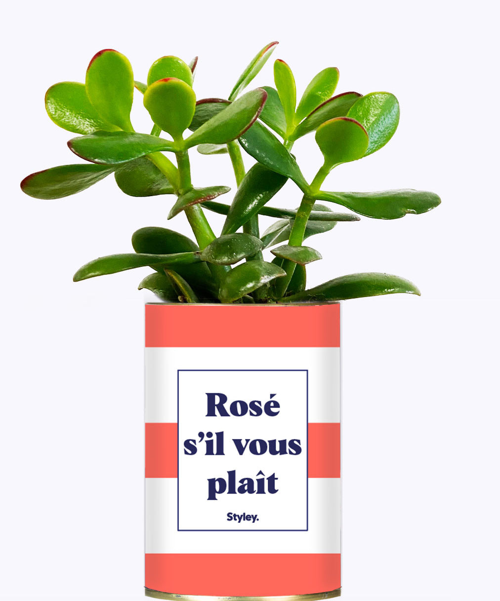 Rosé s'il vous plait - Cactus