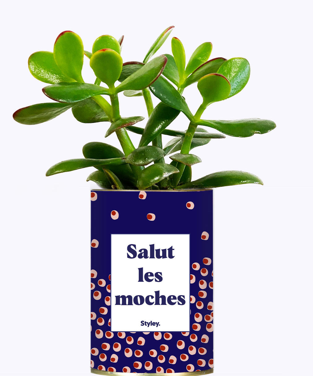 Salut les moches - Cactus