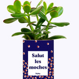 Salut les moches - Cactus