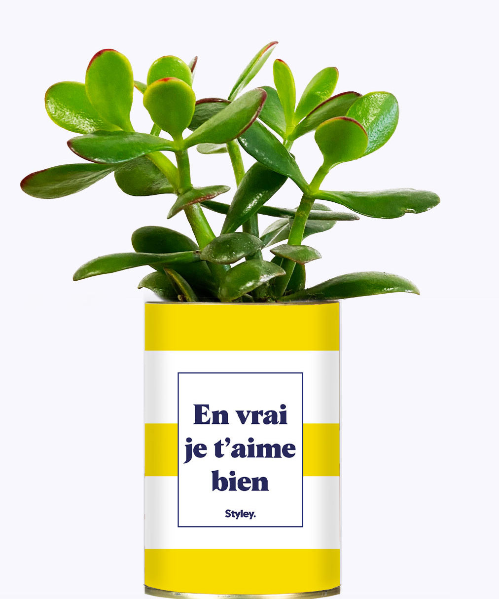En vrai je t'aime bien - Cactus