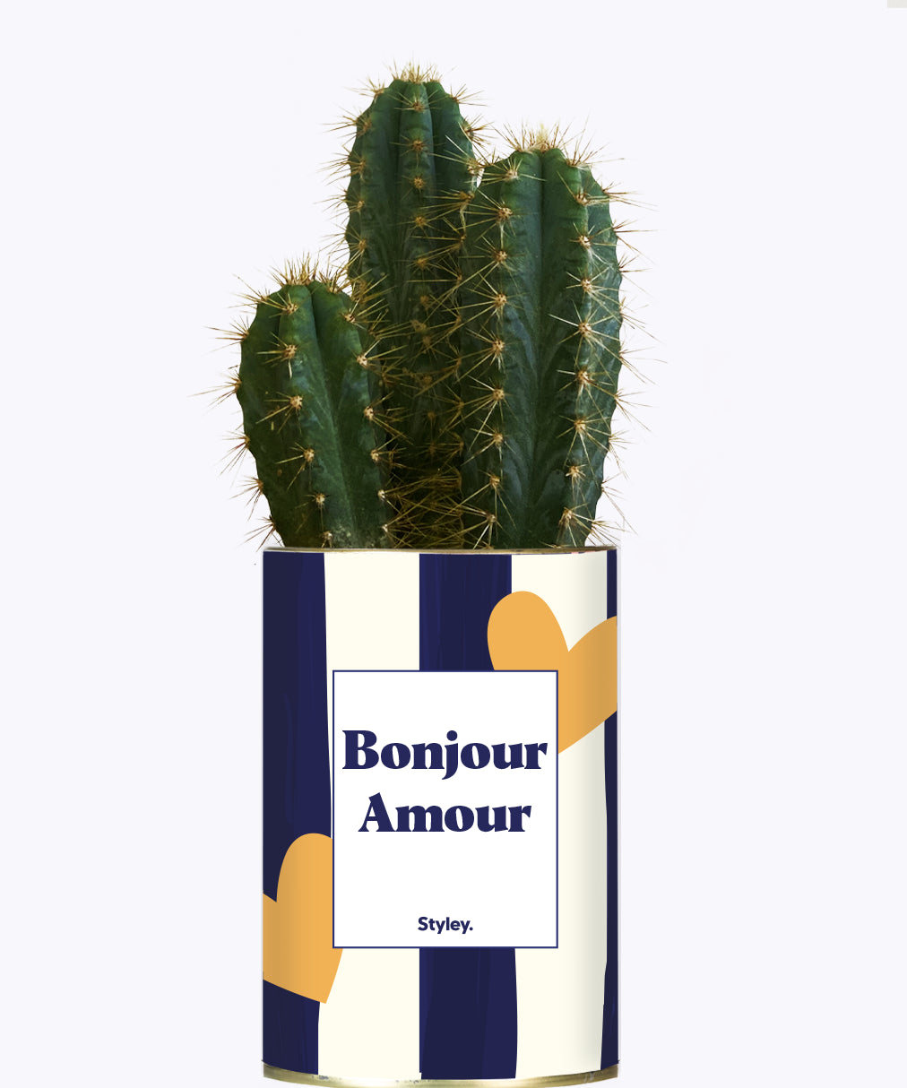 Bonjour Amour - Cactus