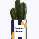 Bonjour Amour - Cactus