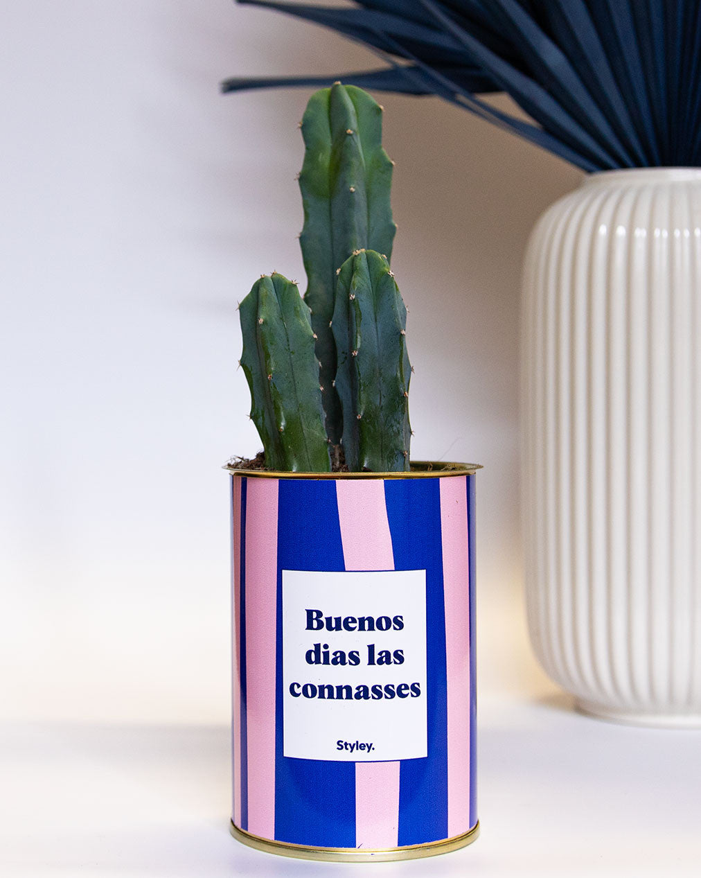 Buenos dias las connasses - Cactus