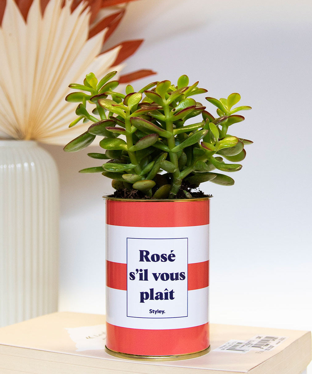 Rosé s'il vous plait - Cactus