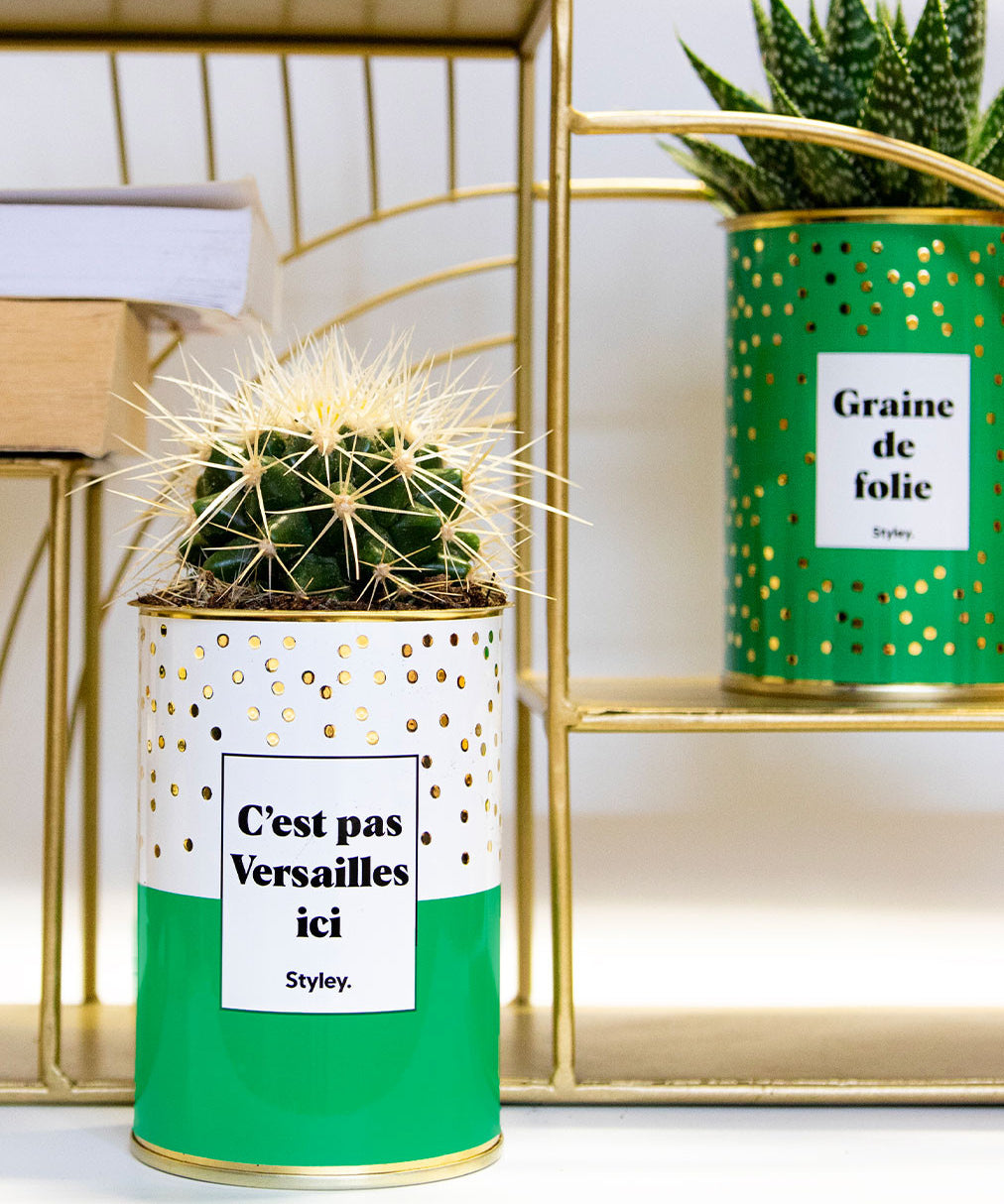 C'est pas Versailles ici - Cactus