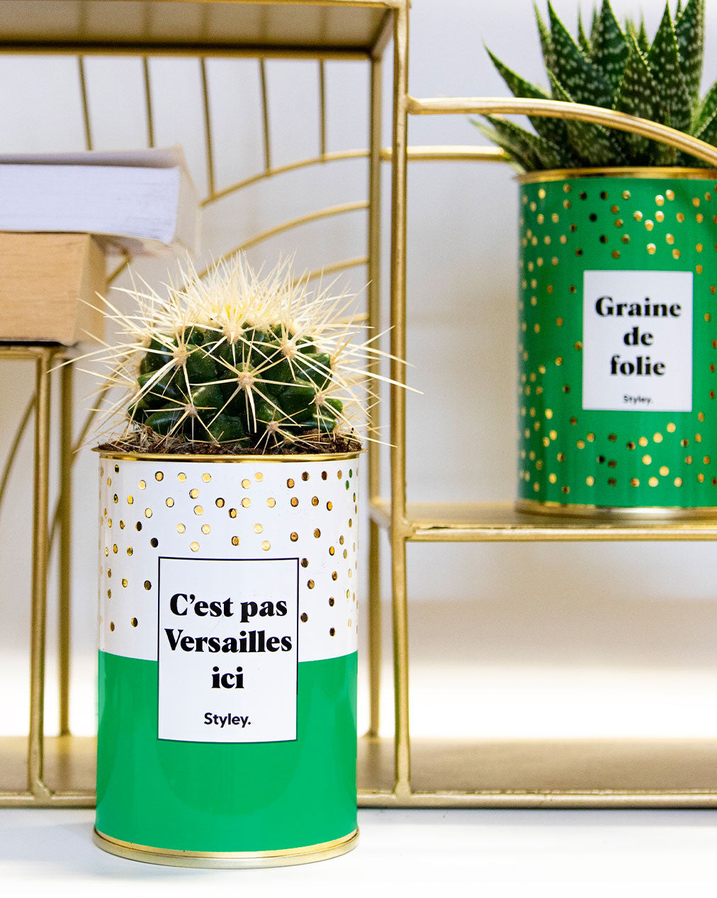 C'est pas Versailles ici - Cactus