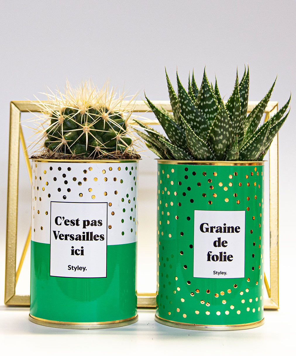 C'est pas Versailles ici - Cactus