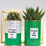 C'est pas Versailles ici - Cactus
