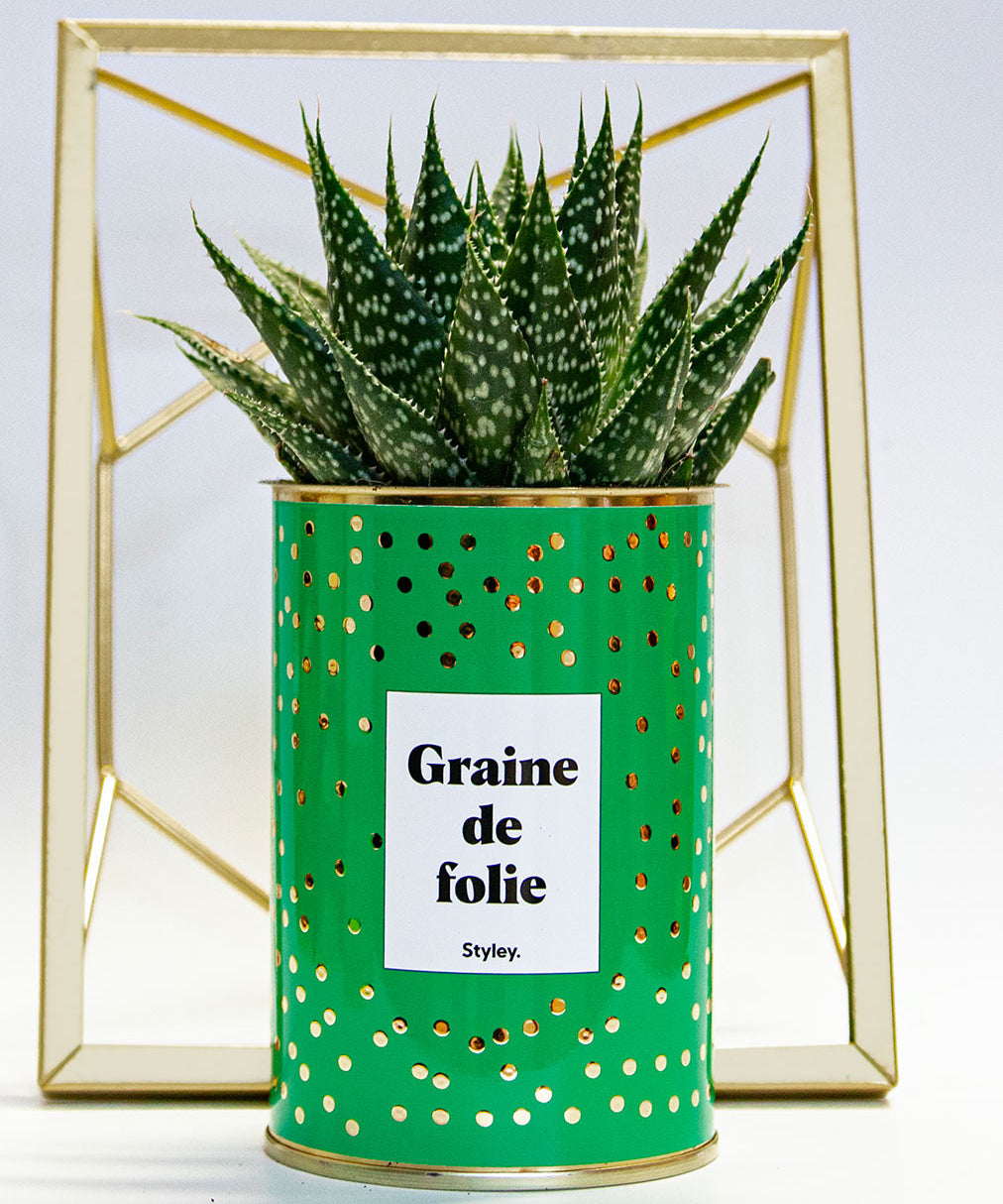 Graine de folie - Cactus