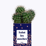 Salut les moches - Cactus