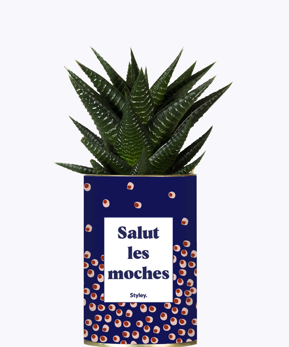Salut les moches - Cactus