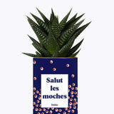Salut les moches - Cactus