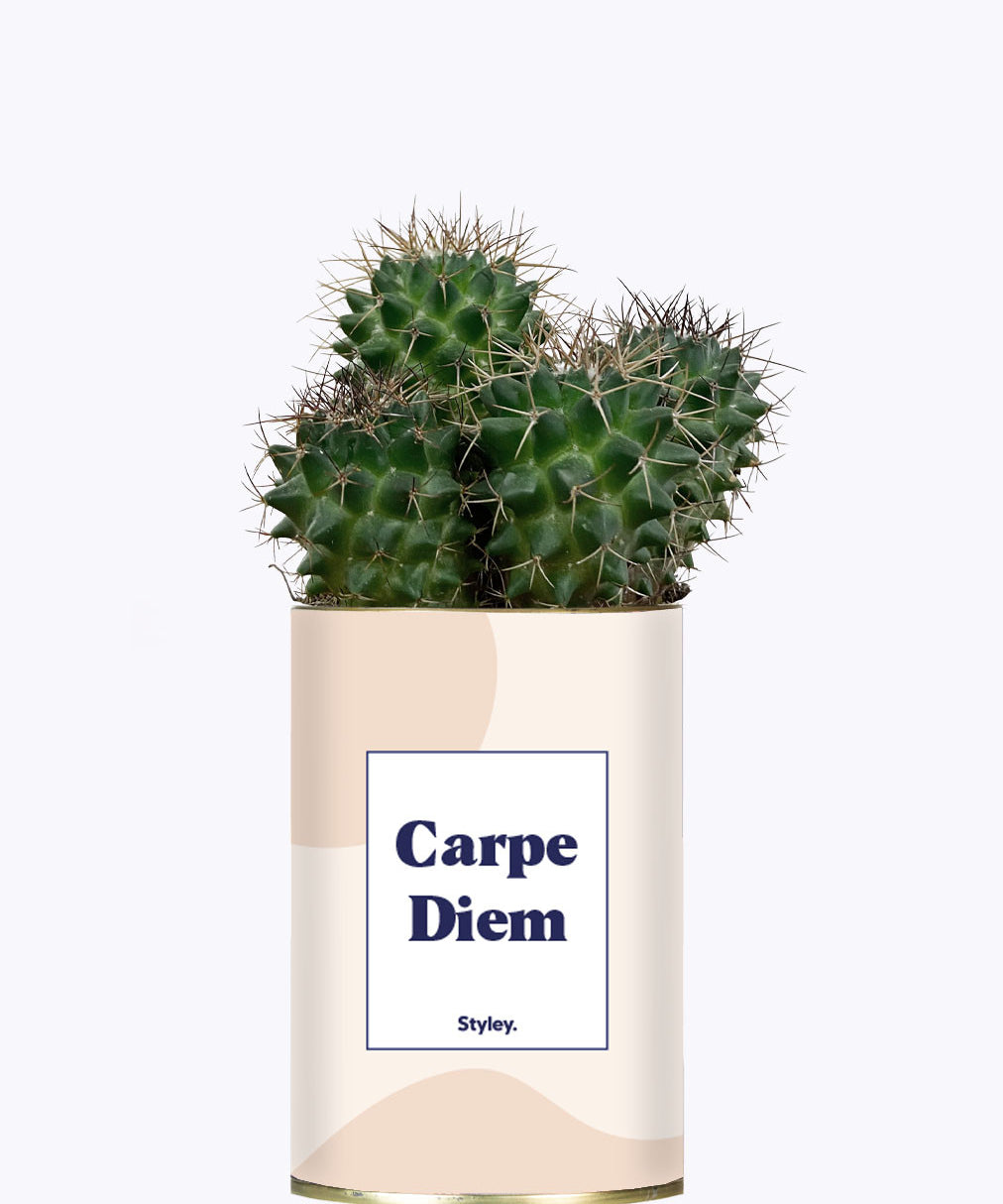 Carpe Diem - Cactus