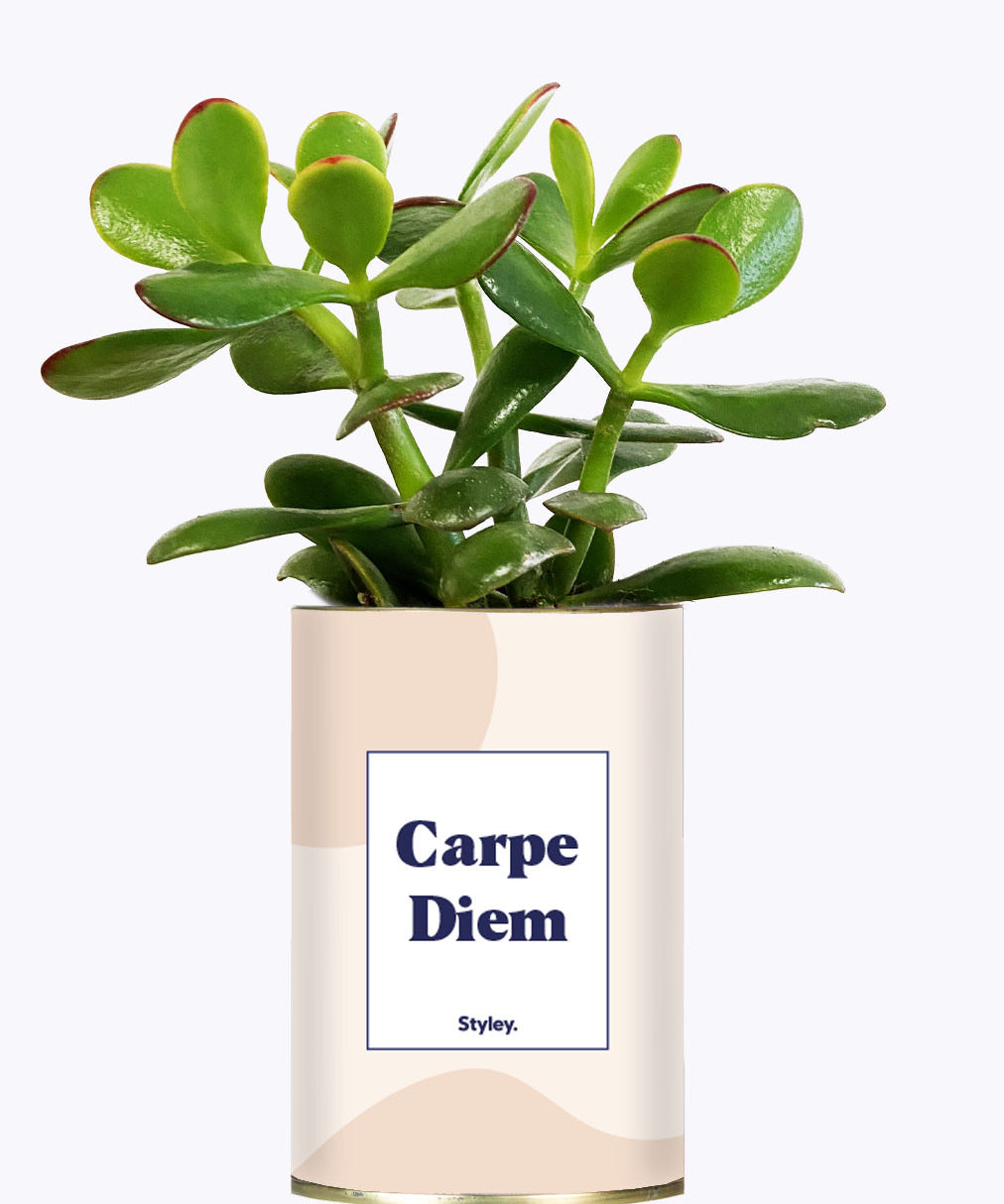 Carpe Diem - Cactus
