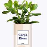 Carpe Diem - Cactus