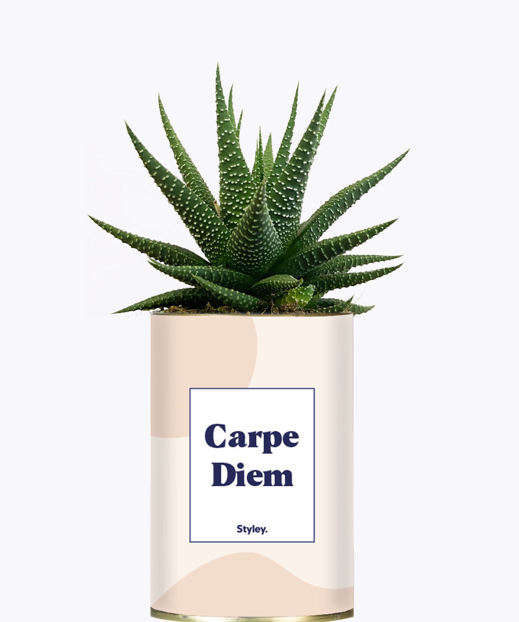 Carpe Diem - Cactus