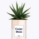 Carpe Diem - Cactus