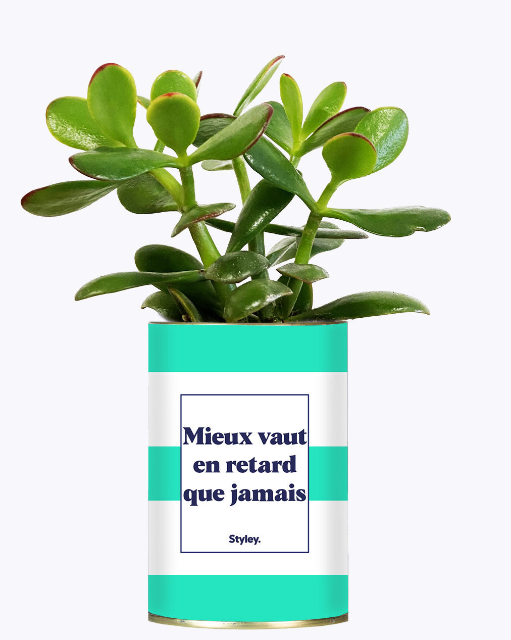 Mieux vaut en retard que jamais - Cactus