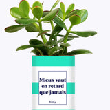 Mieux vaut en retard que jamais - Cactus