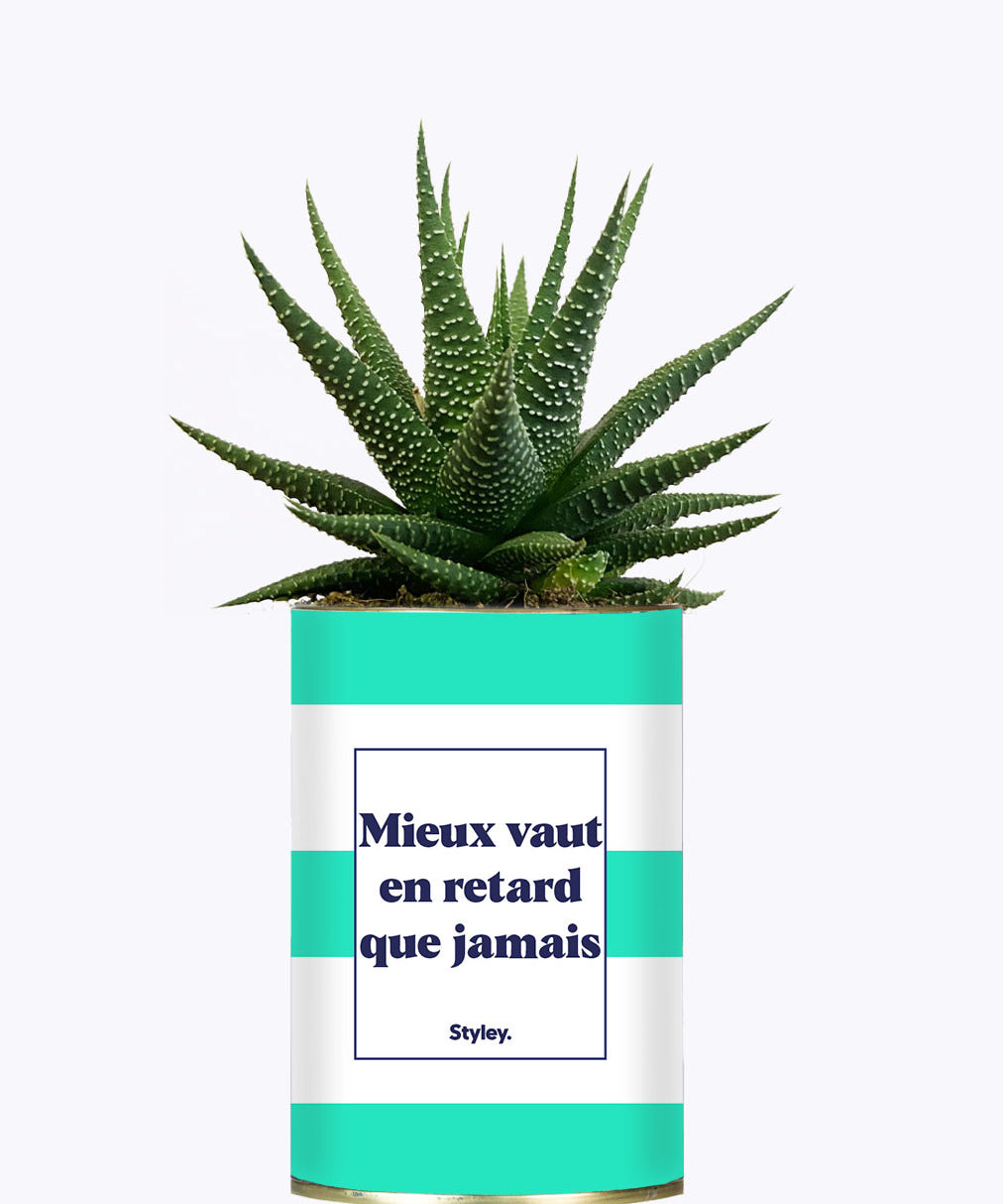 Mieux vaut en retard que jamais - Cactus