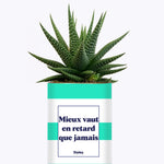 Mieux vaut en retard que jamais - Cactus