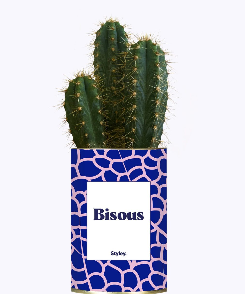 Bisous - Cactus