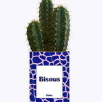 Bisous - Cactus
