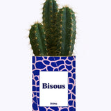 Bisous - Cactus