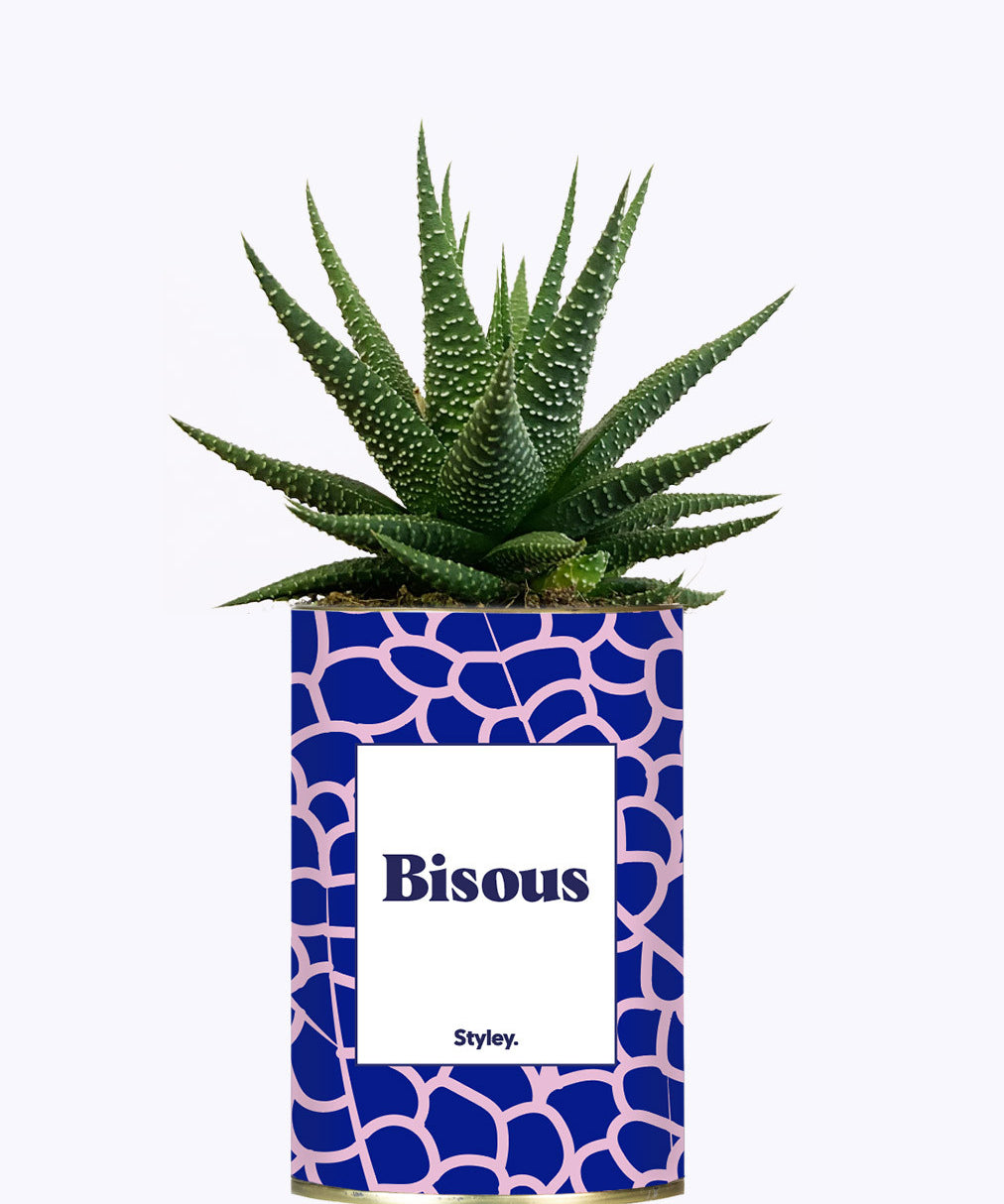 Bisous - Cactus