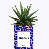 Bisous - Cactus