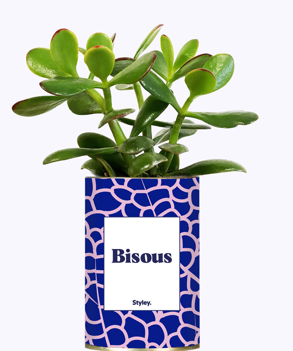 Bisous - Cactus