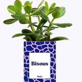 Bisous - Cactus