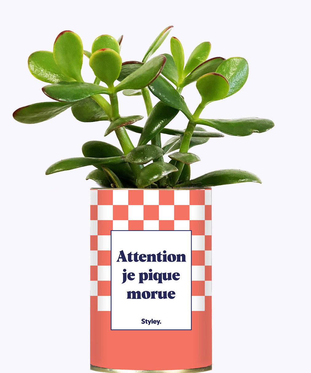 Attention je pique morue - Cactus