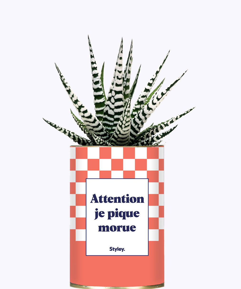 Attention je pique morue - Cactus