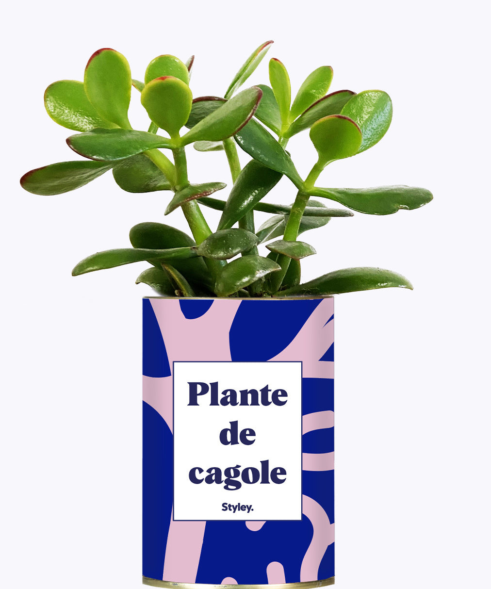 Plante de cagole - Cactus